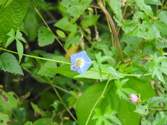 Ipomoea barbatisepala