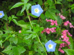 Ipomoea barbatisepala