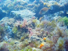 Meuschenia hippocrepis