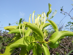 Lorantheae