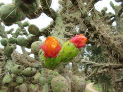 Austrocylindropuntia subulata