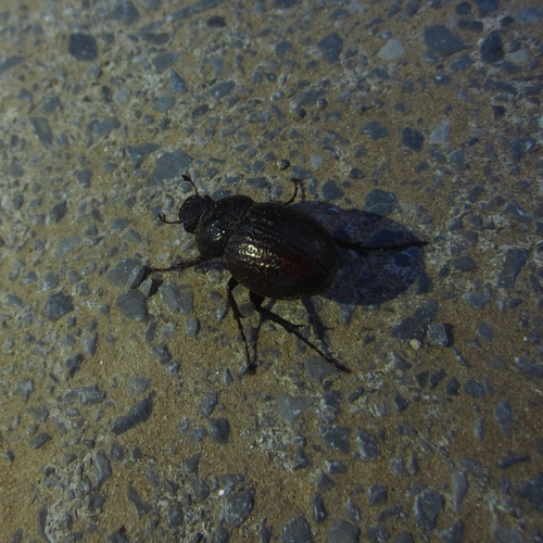 Zavala Phyllophaga