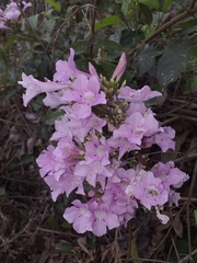 Bignonieae