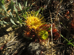 Leucospermum parile