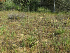 Osteospermum monstrosum