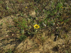 Osteospermum monstrosum