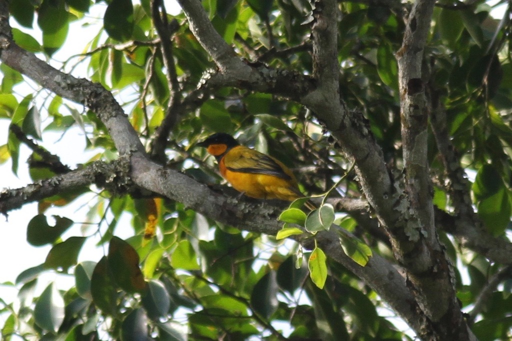 Eastern Wattled Cuckooshrike