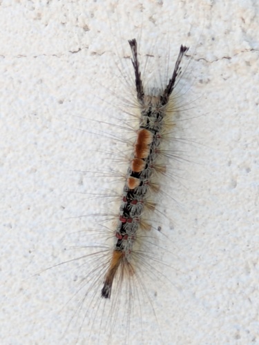 Douglas-fir tussock moth photo 6