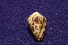 Conus chaldaeus