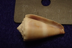 Conus lividus