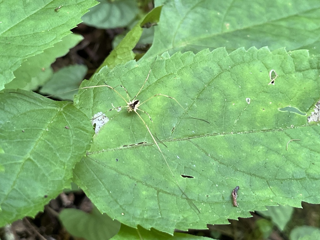 Odiellus nubivagus