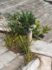 Plumeria tuberculata