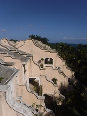 Plumeria tuberculata