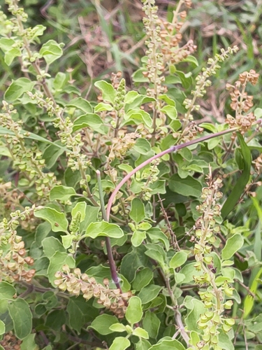 Ocimum tenuiflorum