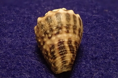 Conus chaldaeus