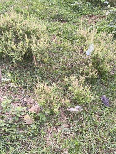 Ocimum tenuiflorum