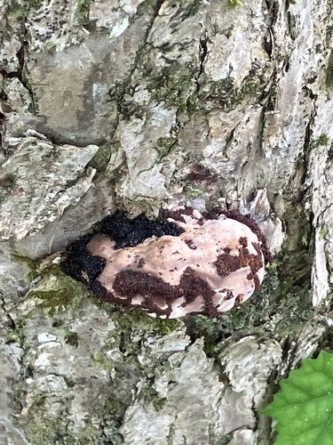 Vanderbylia fraxinea