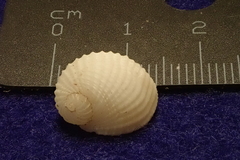 Vanikoro plicata