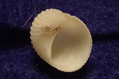 Vanikoro plicata