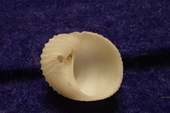 Vanikoro plicata