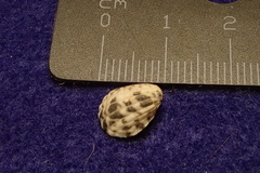 Nerita planospira