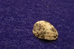 Nerita planospira