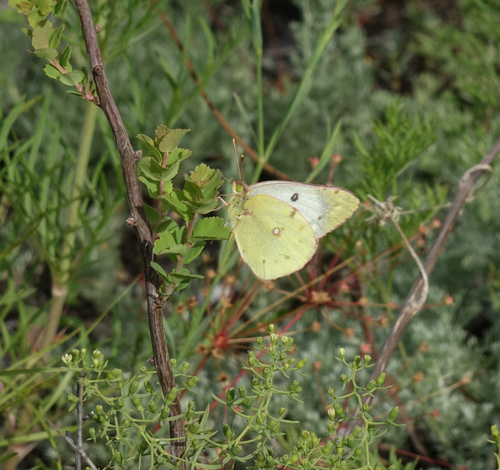 Pale Clouded Yellow