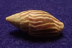 Strigatella paupercula image