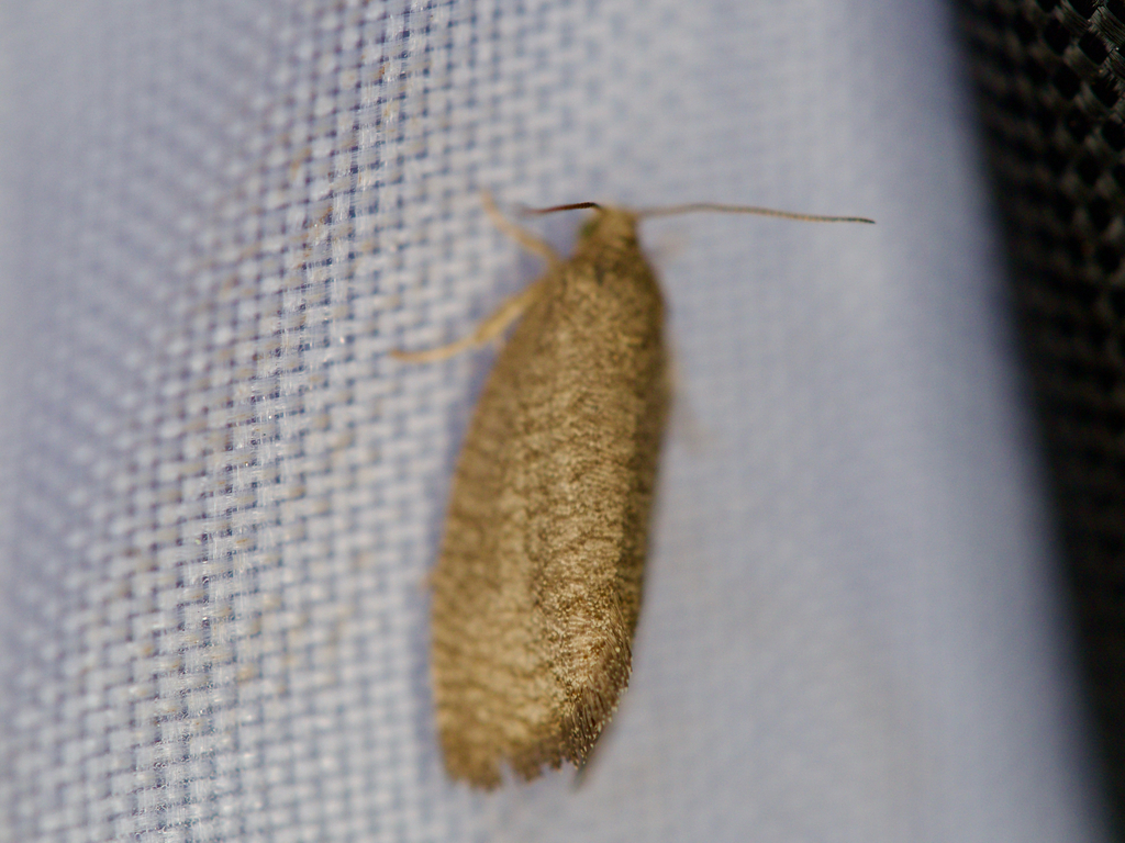 Gypsonoma holocrypta