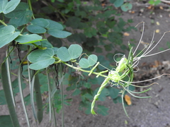 Bauhinia pauletia