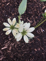 Magnoliopsida