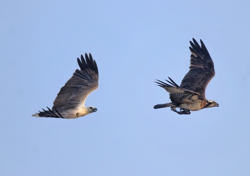 White-bellied Sea Eagle (Icthyophaga leucogaster), photo 10