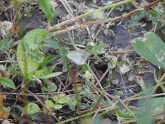 Pyrisitia lisa centralis