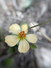 Kallstroemia rosei