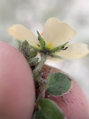 Kallstroemia rosei