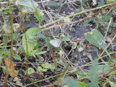 Pyrisitia lisa centralis