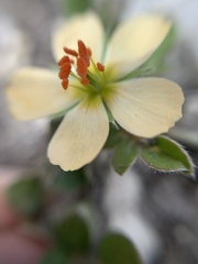 Kallstroemia rosei