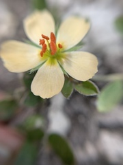 Kallstroemia rosei
