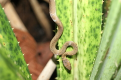 Compsophis laphystius