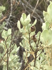 Cistus halimifolius