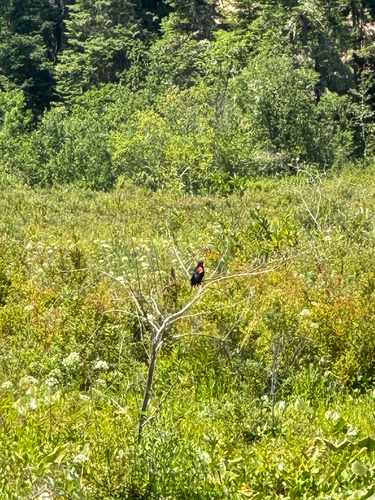 Red-winged Blackbird