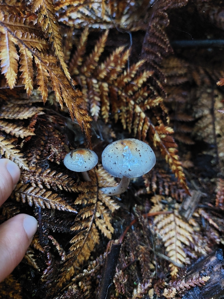 Cortinarius rotundisporus · July 2025 · photo: © forrest00 (iNaturalist, cc0)