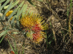 Leucospermum parile
