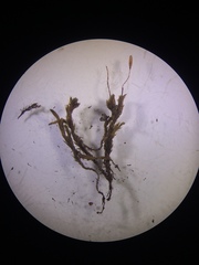 Racomitrium pacificum