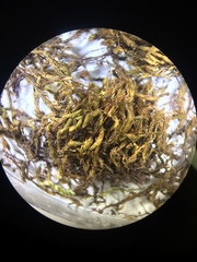 Racomitrium pacificum