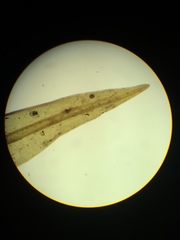 Racomitrium pacificum