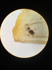 Racomitrium pacificum