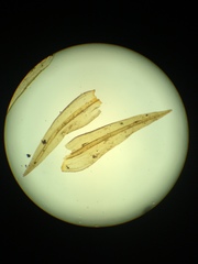Racomitrium pacificum