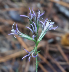 Liatris hesperelegans