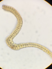 Racomitrium pacificum
